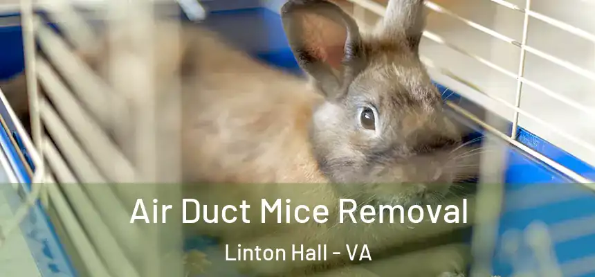  Air Duct Mice Removal Linton Hall - VA